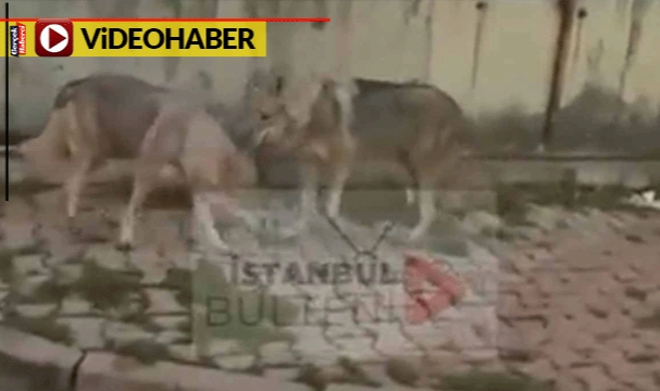 Kurtlar yerleşim yerlerine indi... Peki neden