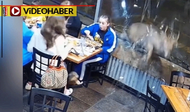 Restorana dalan geyik ortalığı birbirine kattı