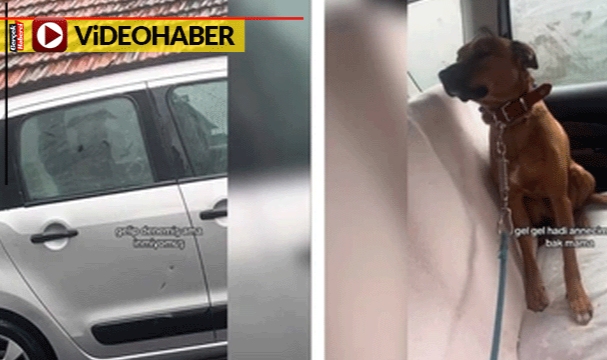 Sağanak yüzünden inmedi: Anne kızın köpeği ikna etmeleri 3,5 saat sürdü