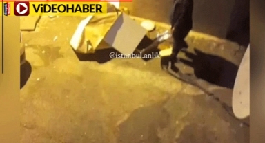 Soğuk havada kedilerin evini böyle yıktı