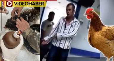 Tıp öğrencileri tavuğa pansuman yaptı, akıllara o tavuk geldi