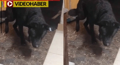 Yağmurda ıslanan köpek izleyenleri duygulandırdı