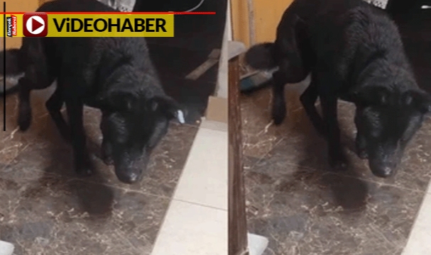 Yağmurda ıslanan köpek izleyenleri duygulandırdı