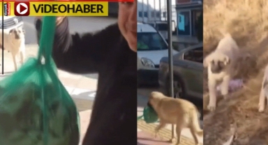 Adam poşeti uzattı, anne köpek yavrularına götürdü: