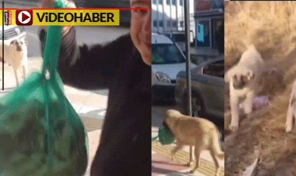 Adam poşeti uzattı, anne köpek yavrularına götürdü: "Canını yerim senin"