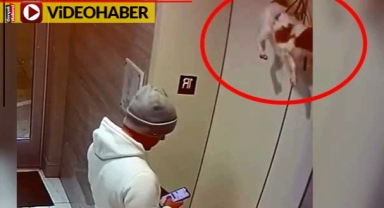 Asansöre sıkıştı: Şok geçiren köpek havlamadı bile