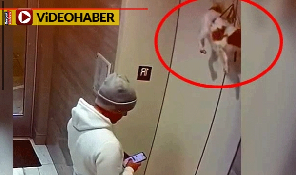 Asansöre sıkıştı: Şok geçiren köpek havlamadı bile