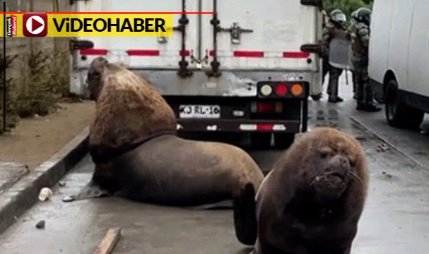 Balıkçıların eylemine katılan deniz aslanları izleyenleri gülümsetti