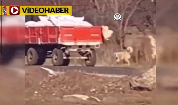 Böyle canilik olmaz... Köpeği traktöre bağlayıp koşturdu