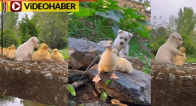Böyle sevimlilik görülmedi... Yavru köpek ve ördeğin o anları gülümsetti