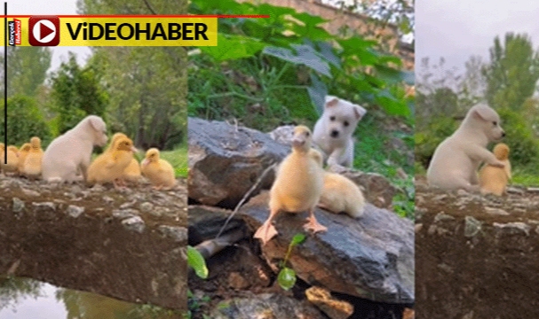 Böyle sevimlilik görülmedi... Yavru köpek ve ördeğin o anları gülümsetti