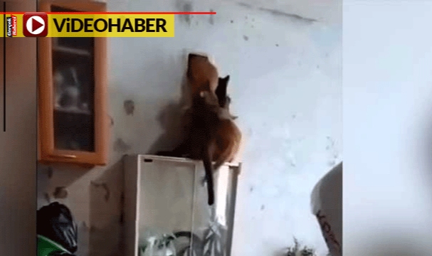 Evi darmaduman ettiler: O yaramaz 7 kedi nasıl kaçacağını şaşırdı