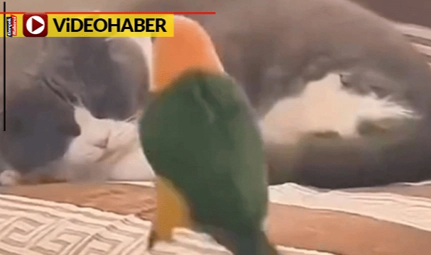 Kedi yaramaz papağanı böyle patakladı