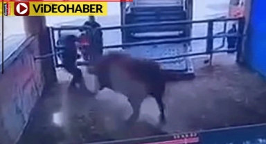 Kızgın boğa mezbahanede can aldı