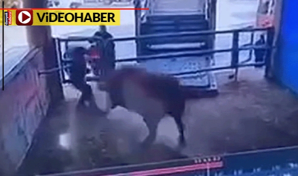 Kızgın boğa mezbahanede can aldı