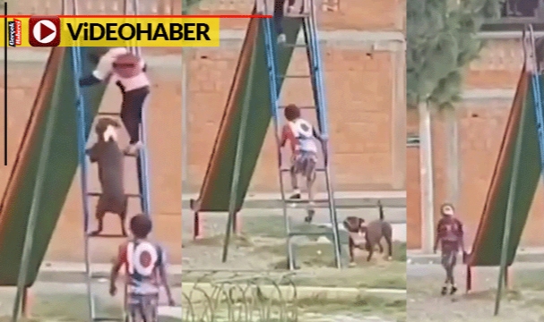 Köpeğin çocuklarla kaydıraktan kaydığı anlar izleyenleri gülümsetti