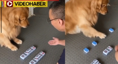 Köpeğin zekası görenleri hayrete düşürdü: Oyunu ustalıkla oynadı