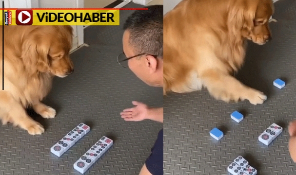 Köpeğin zekası görenleri hayrete düşürdü: Oyunu ustalıkla oynadı