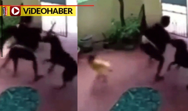 Ölü taklidi yaptı... Kahraman köpek kaçırılmaya çalışılan küçük kızı kurtardı