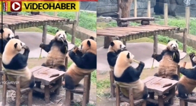 Pandalar masaya karşılıklı oturdu, dalları kıtır kıtır böyle yedi