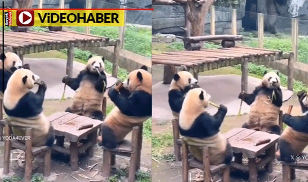 Pandalar masaya karşılıklı oturdu, dalları kıtır kıtır böyle yedi