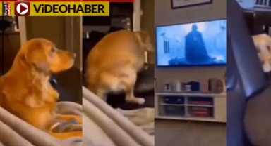 Star Wars'ın meşhur karakteri Darth Vader'ı ilk kez gören köpek korkudan böyle saklandı