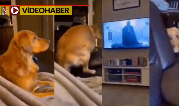 Star Wars'ın meşhur karakteri Darth Vader'ı ilk kez gören köpek korkudan böyle saklandı