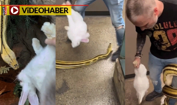 Tavşanı yılana yem etmek istedi, az daha kendi yem oluyordu