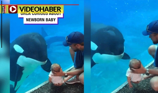 Balina, küçük bebeği merakla izledi... Ailesi şaşkına döndü