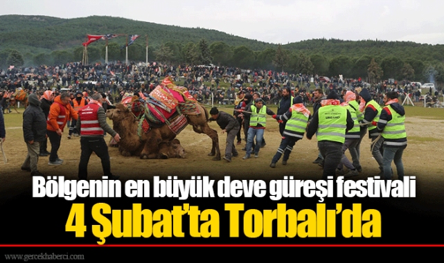 Bölgenin en büyük deve güreşi festivali 4 Şubat’ta Torbalı’da