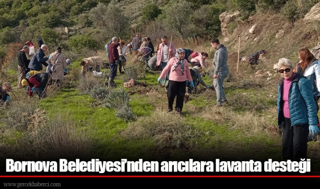 Bornova Belediyesi’nden arıcılara lavanta desteği