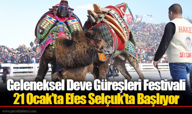 Geleneksel Deve Güreşleri Festivali 21 Ocak’ta Efes Selçuk’ta Başlıyor