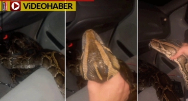 Görenler dehşete düştü: Arabada dev pitonla gezdi