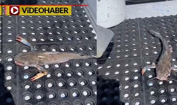 Görenler gözlerine inanamadı: Yengeç kollu balık tuttu