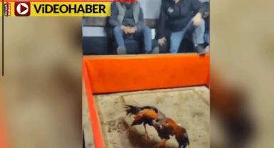 Horoz dövüşüne polis baskını güldürdü