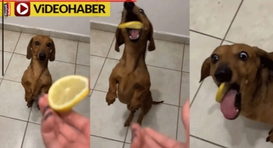 İlk defa tattı, o köpek limonu nasıl ağzından atacağını şaşırdı