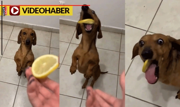 İlk defa tattı, o köpek limonu nasıl ağzından atacağını şaşırdı