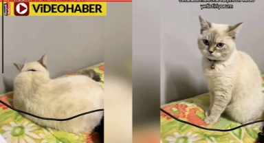 İstiklal Marşı'nı duyunca hazır ola geçen kedi