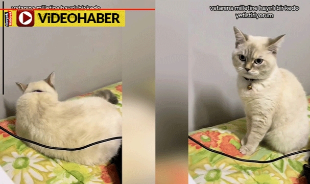 İstiklal Marşı&#039;nı duyunca hazır ola geçen kedi