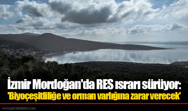 İzmir Mordoğan'da RES ısrarı sürüyor: 'Biyoçeşitliliğe ve orman varlığına zarar verecek'