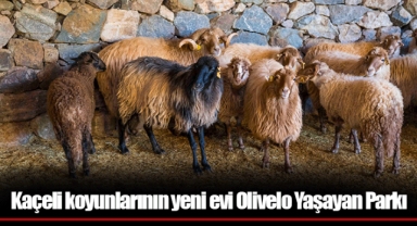 Kaçeli koyunlarının yeni evi Olivelo Yaşayan Parkı