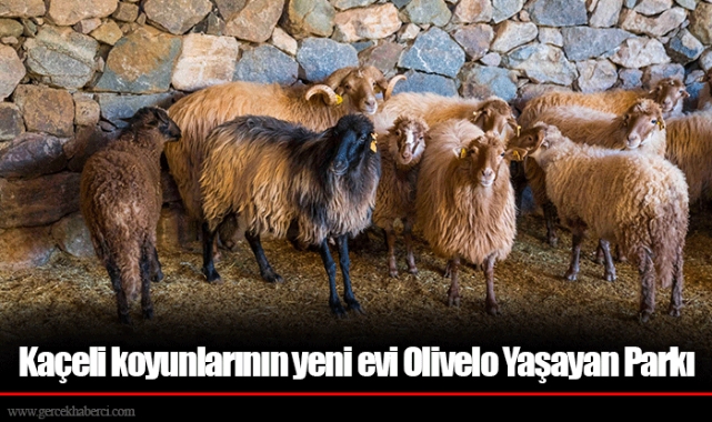 Kaçeli koyunlarının yeni evi Olivelo Yaşayan Parkı