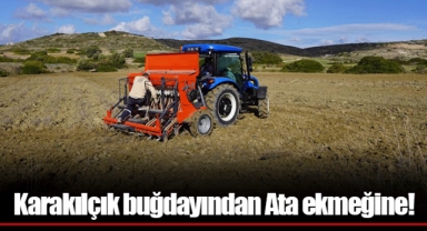 Karakılçık buğdayından Ata ekmeğine!