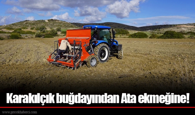 Karakılçık buğdayından Ata ekmeğine!