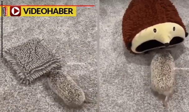 Kirpinin sinirli oyun halleri izleyenleri güldürdü