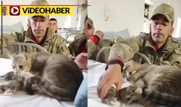 Koğuşa doğum yapan anne kedi ve yavrularına Mehmetçik sahip çıktı