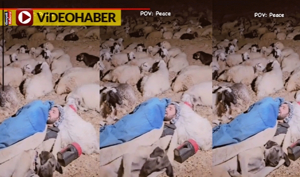 Koyunları ve köpeğiyle çektiği eğlenceli videolarla meşhur oldu... O çoban tüm dünyada ünlendi