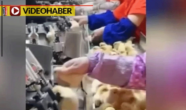 Küçücük hayvanlara bu yapılır mı... O görüntüler tepki çekti