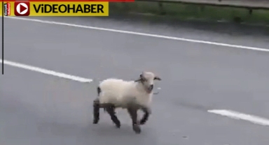 Küçük kuzu tek başına trafiği kapattı