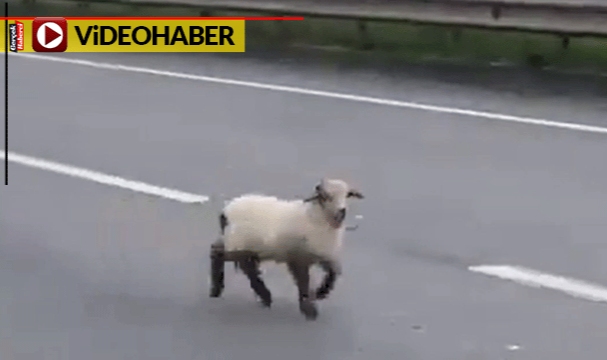 Küçük kuzu tek başına trafiği kapattı